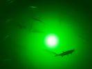 Green Apollo Underwater LED Lighting System